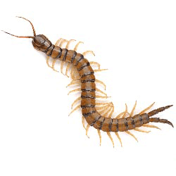 فروش سم هزارپا کش