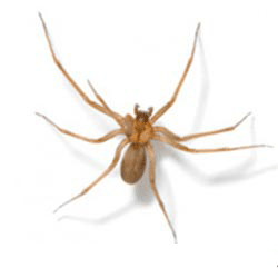 فروش سم عنکبوت کش