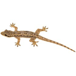 فروش سم مارمولک کش