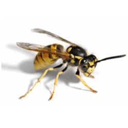 فروش سم زنبور کش