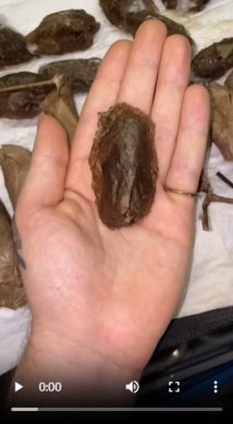 صفحه ویدیو حشرات را ببینید