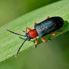 هجوم بی سابقه سوسک پوست خوار به درختان تهران