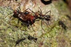 مورچه سوزنی آمریکایی