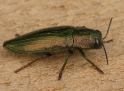 عکس سوسک چوب خوار - سوسک پوست خوار درخت