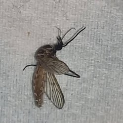 تصویر پشه خاکی - سم برای کشتن پشه خاکی