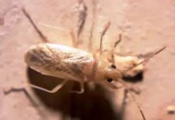 هجوم بی سابقه سوسک پوست خوار به درختان تهران