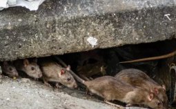 مقابله با موش های تهران