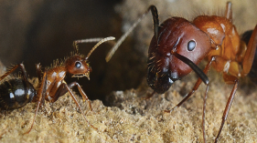 تصویر مورچه سوزنی