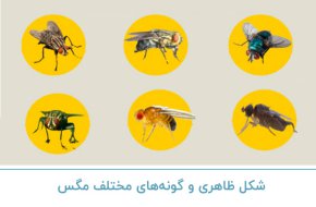شکل ظاهری و گونه های مختلف مگس
