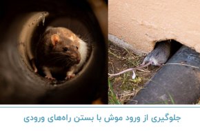 جلوگیری از ورود موش با بستن راه های ورودی