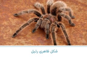 شکل ظاهری رتیل