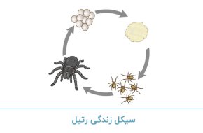 سیکل زندگی رتیل
