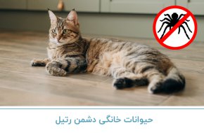 حیوانات خانگی دشمن رتیل