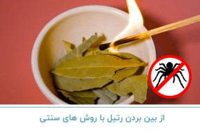 از بین بردن رتیل با روش های سنتی
