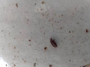 سوسک سیلو یا سوسک آرد قرمز