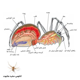 عکس آناتومی حشره عنکبوت
