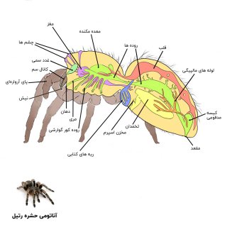 عکس آناتومی حشره رتیل