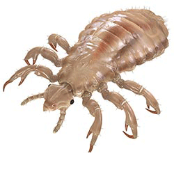 فروش سم شپش کش