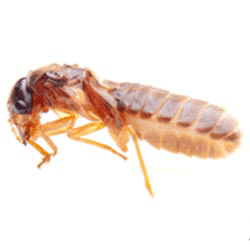 فروش سم موریانه کش