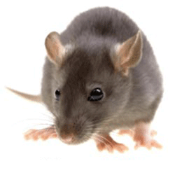 فروش سم موش کش