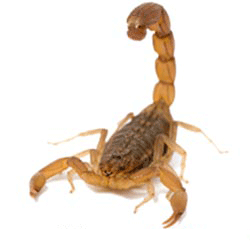 فروش سم عقرب کش