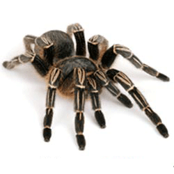 فروش سم رتیل کش