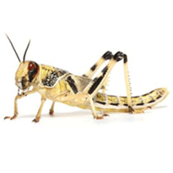 فروش سم ملخ کش